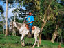 Young man and his horse from the Finca Magdalena (coffee co-operative).
