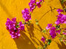 Bougainvillea flowers in Old Town.