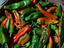 If the chile (chilli) ain't hot enough, the cook's not mad enough - New Mexican adage.