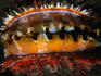 Thorny oyster (Spondylans varians).