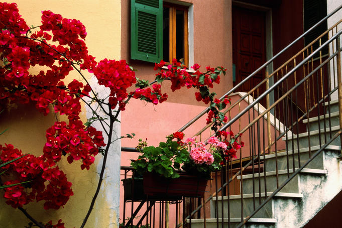 Flowers and painted houses in town in Cinque Terre.
