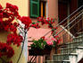 Flowers and painted houses in town in Cinque Terre.