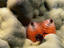 Image_17770-2