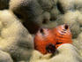 Christmas tree worms on brain coral.