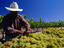 Rancho Sisquoc Vineyard, Santa Barbara