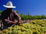 Grape Harvest at Rancho Sisquoc Vineyard.