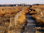 Boardwalk through fields, New Jersey