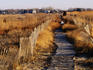 Boardwalk through fields.