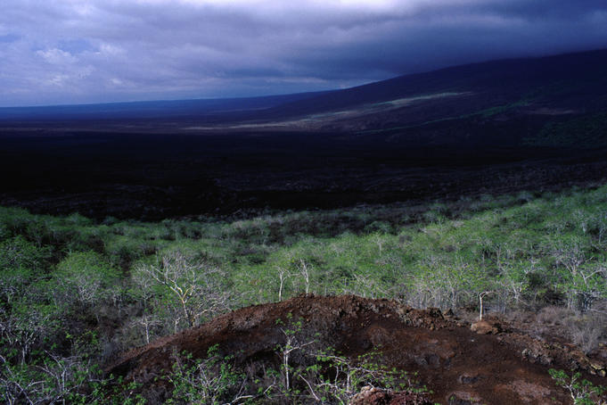 Palo santo trees and lava fields on the lower slopes of Darwin Volcano above Tagus Cove.