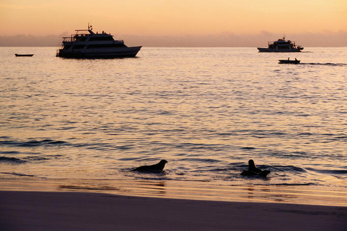 Cruise boats and Galapagos sea lions (Zalopus californianus), sunset.