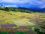 Overhead of rice paddies, Kathmandu Valley.