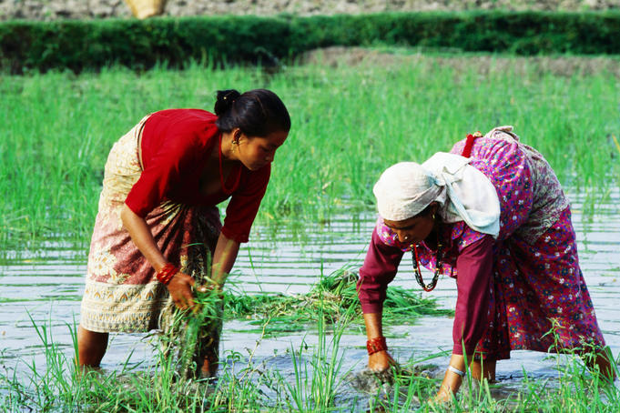Two Newari women planting rice in paddy.
