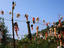 Dolls for Peace, Croatia