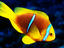 Orange fin Anemonefish, Tahiti & French Polynesia