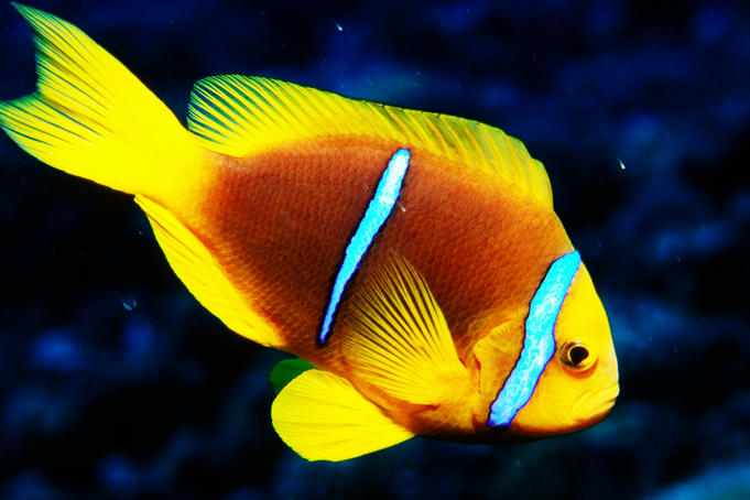 Orange-fin Anemonefish (Amphiprion chrysopterus).
