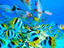 Double Saddle Butterflyfish and Hussars, Tahiti & French Polynesia