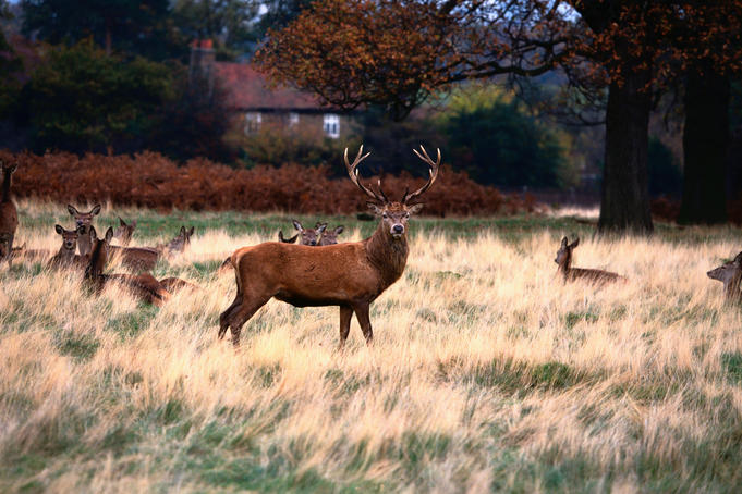 Deer ( Odocoileus virginianus ) in Richmond Park- London, Greater London, England