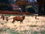 Deer ( Odocoileus virginianus ) in Richmond Park- London, Greater London, England