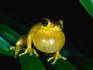 Male Verreaux's Tree Frog ( Litoia verreauxii ) calling - Brisbane, Queensland
