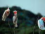 Three Major Mitchell Cockatoos on sticks - South-west Western Australia
