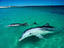 Monkey Mia, Western Australia