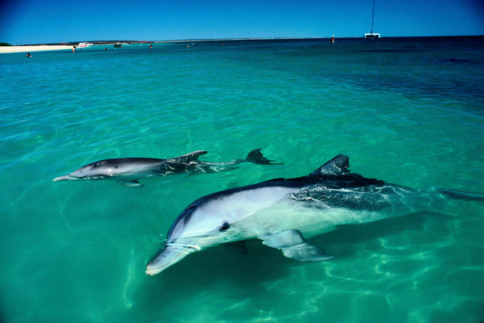 A pair of Southern Bottlenose Dolphins ( Hyperoodon planifrons ) - Monkey Mia, Western Australia