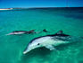 A pair of Southern Bottlenose Dolphins ( Hyperoodon planifrons ) - Monkey Mia, Western Australia