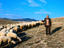 Shepherd and his flock, Turkey