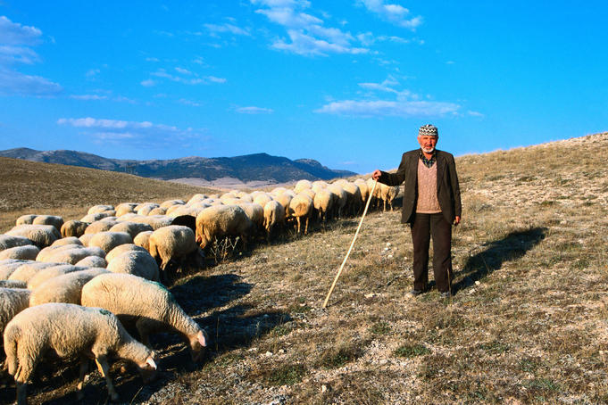 Shepherd and his flock on the hills near Afyon in the North Aegean Region
