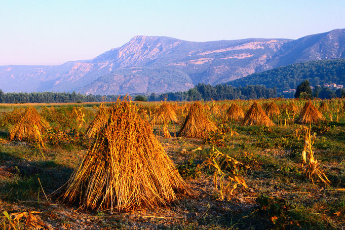 Sesame seed sheaths in the fields, South Aegean region