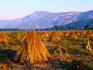 Sesame seed sheaths in the fields, South Aegean region