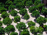 Looking down at the orange trees planted in the courtyard of the Sevilla Cathedral - Sevilla, Andalucia