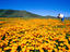 California poppies, East County, San Diego