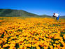Photographer in field of California poppies, East County.