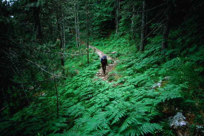 Trekker descending trail on Mt Olympus from Ghiosos Apostolidhis refuge through forest near Petrostrouga.
