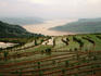 Terraced rice fields in Fuling-Chongqing.