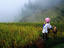 Zhuang, rice fields, China