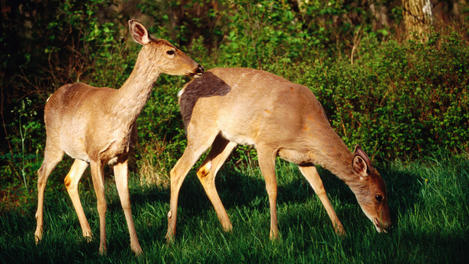 Image_18781-6