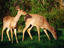 Image_18781-6