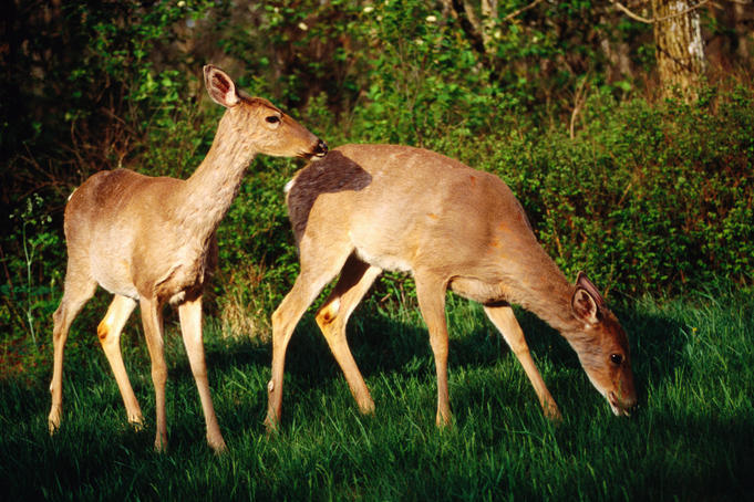 Grazing deer, Skyline Drive.