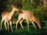 Grazing deer, Skyline Drive.