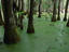 Swamp trail, Audubon Swamp Garden, Charleston