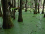 Views along swamp trail at Audubon Swamp Garden, Magnolia Plantation.