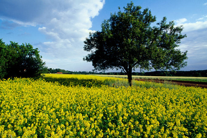 Rape seed crop near Hanau.