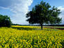 Rape seed crop near Hanau.