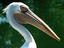 Image_18833-44