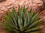 Agave and Redwall limestone, Horseshoe Mesa.