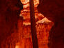 Tree trunk in slot canyon, Navajo loop trail.