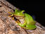 Frog, Kakadu National Park