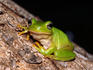 Green tree frog sitting on bark.